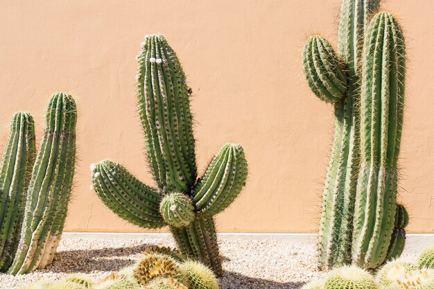 Close-up de champ de cactus