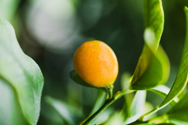 Close-up citron sur l&#39;arbre