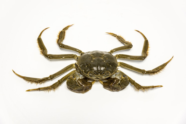 Photo gratuit close-up de crabe avec les griffes