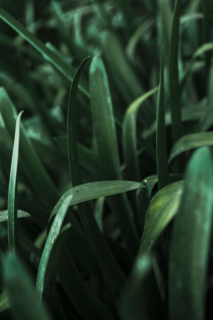 Close-up délicate herbe de jardin