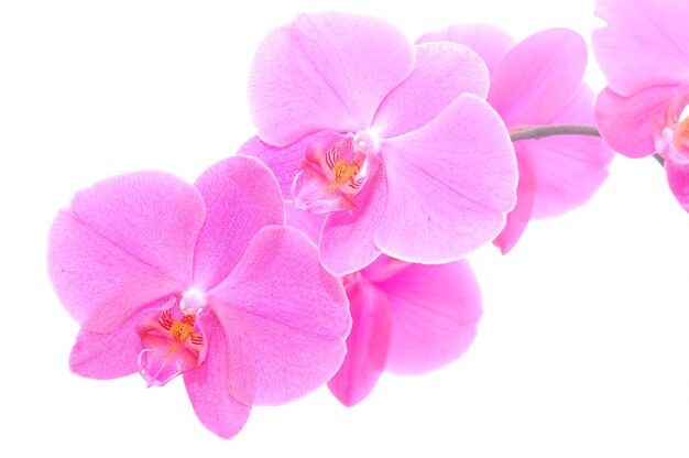 Close-up de délicates orchidées