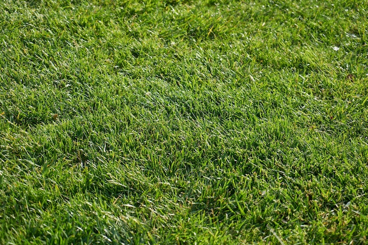 Photo gratuit close-up du parc avec de l'herbe verte