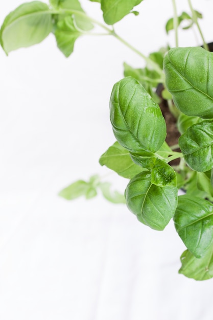 Close-up de feuilles de basilic