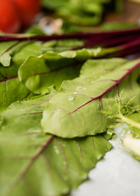 Close-up de feuilles fraîches pour salade