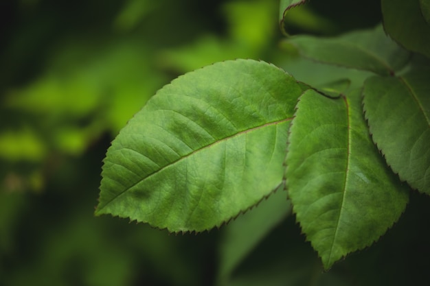 Close-up de feuilles vertes