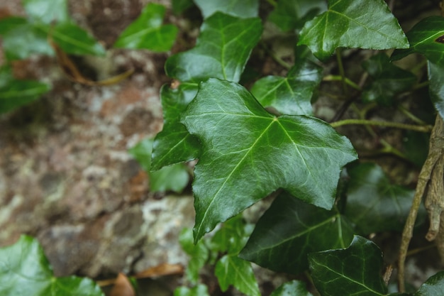 Photo gratuite close-up de feuilles vertes