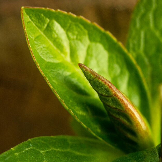 Close-up de feuilles vertes