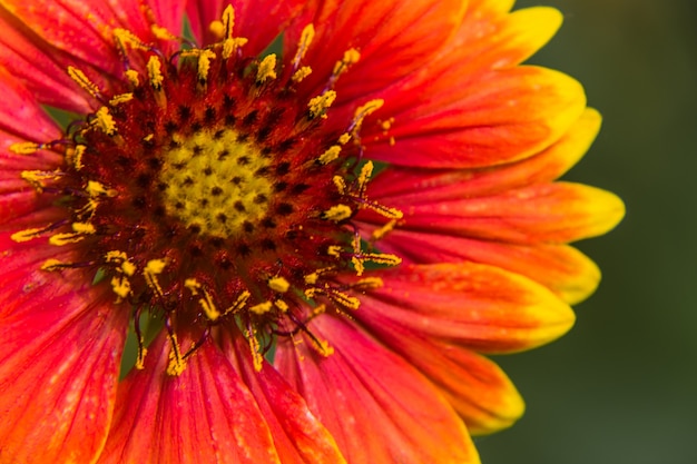 Close-up de la fleur avec des couleurs vives