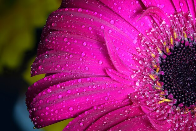 Close-up de la fleur avec des gouttelettes d&#39;eau