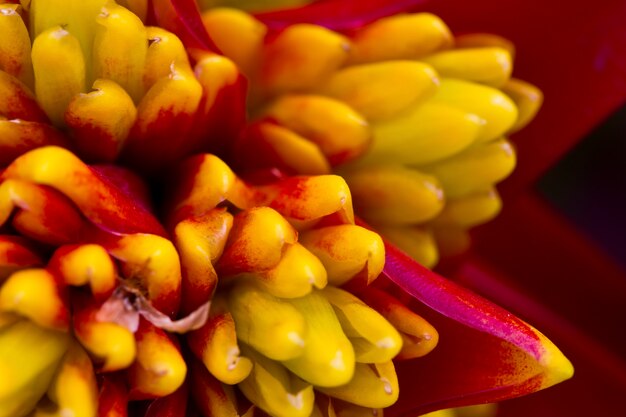 Close-up de la fleur jaune