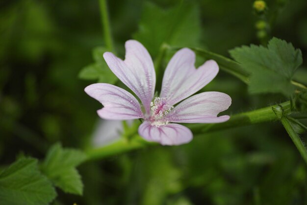 Close-up de la fleur avec des pétales violet