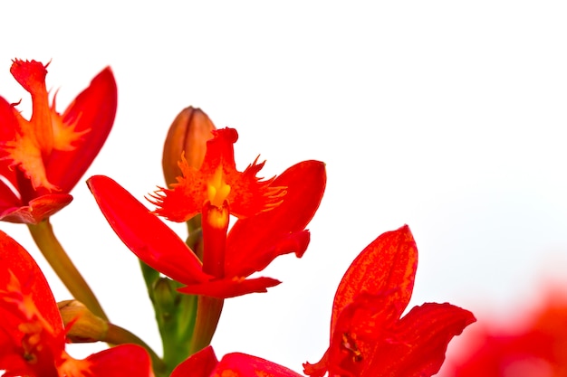 Close-up de fleurs éclatantes