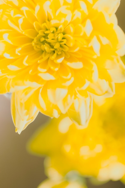 Close-up fleurs jaunes