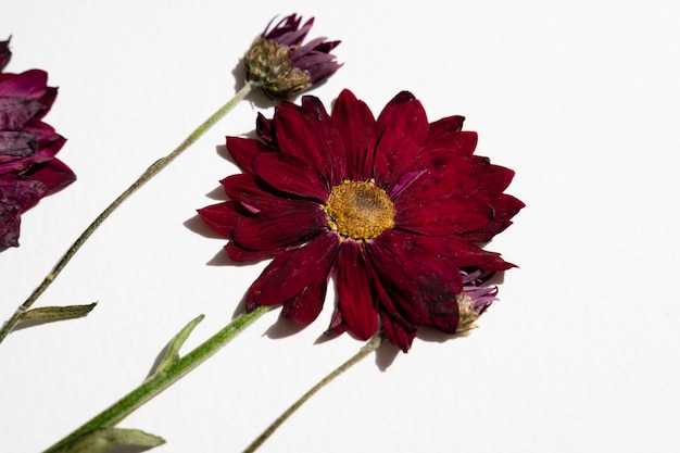 Photo gratuite close-up de fleurs pressées