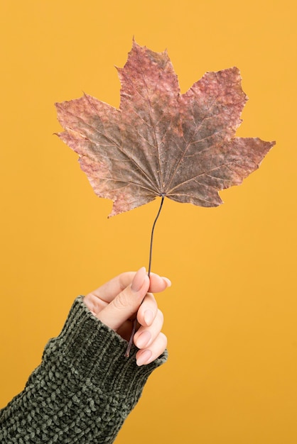 Photo gratuite close-up hand holding leaf