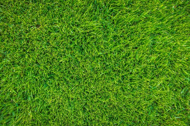 Close-up Image De Source Fraîche Herbe Verte.