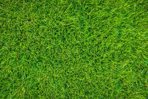 Close-up image de source fraîche herbe verte.