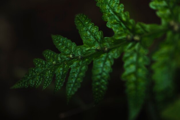 Close-up jolie feuille