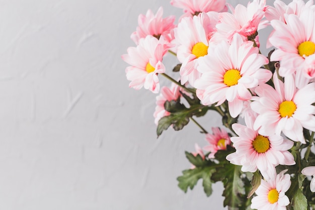 Photo gratuite close-up jolies marguerites