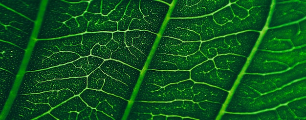 Close up line art pattern de feuillage tropical vert foncé nature background photo floue