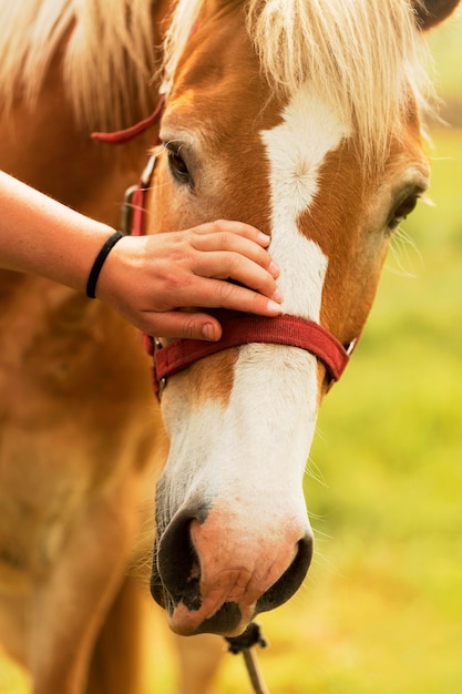 Close-up main caresser le cheval