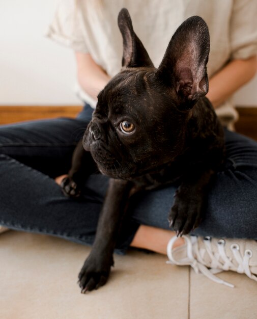 Close-up mignon petit bouledogue français