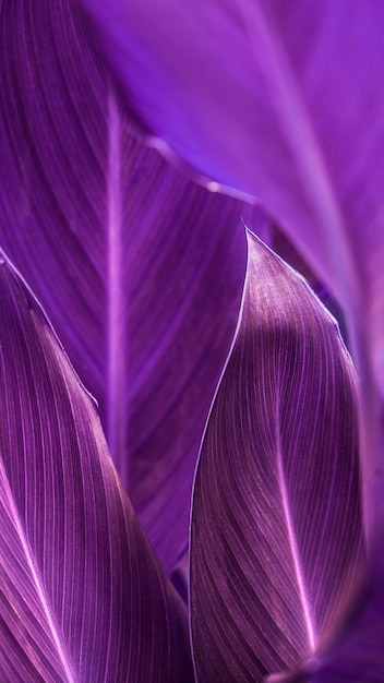 Close up of Cigar flower leaves mobile wallpaper