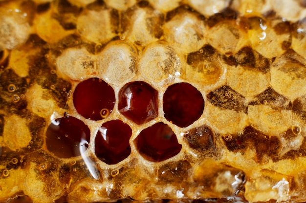 Close-up of honeycomb avec du miel et de la cire d'abeille