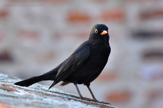 Close-up d&#39;un oiseau noir avec fond flou