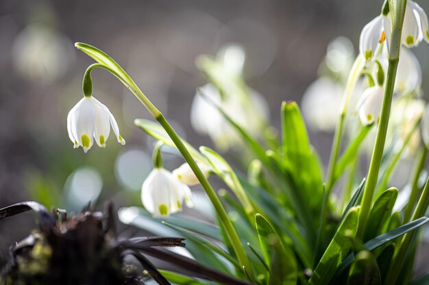 Close up perce-neige dans le sol macrophotographie