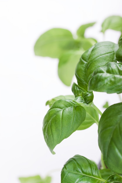 Photo gratuite close-up de la plante de basilic