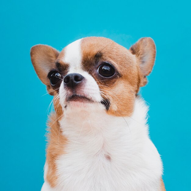 Close-up portrait d'un chien chihuahua à la recherche de suite