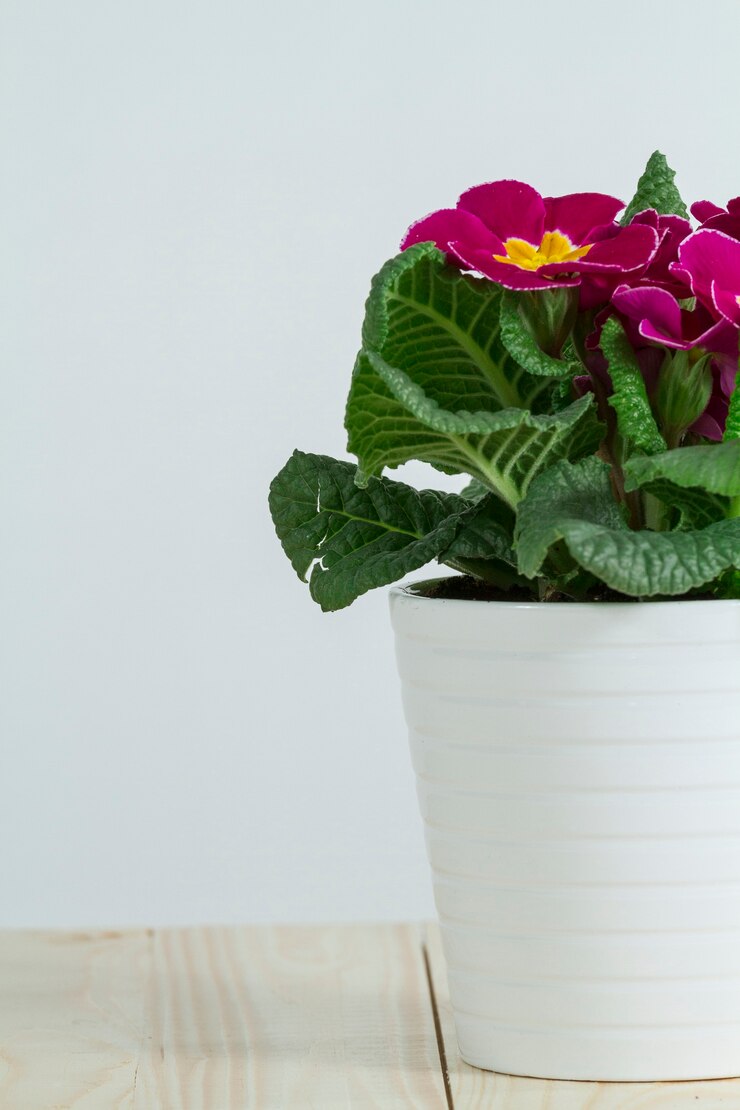 Photo gratuit close-up de pot décoratif