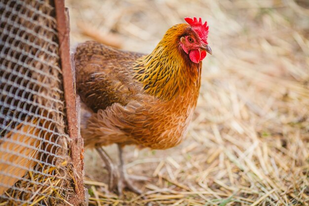 Close up de poulet en libre parcours