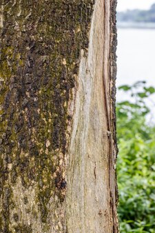 Close up robuste tronc d'arbre à côté de la rivière urbaine