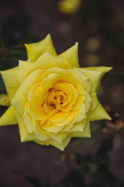 Close-up de rose jaune