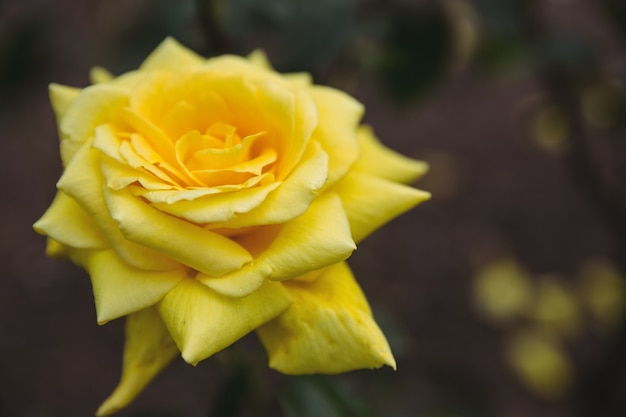Close-up de rose jaune
