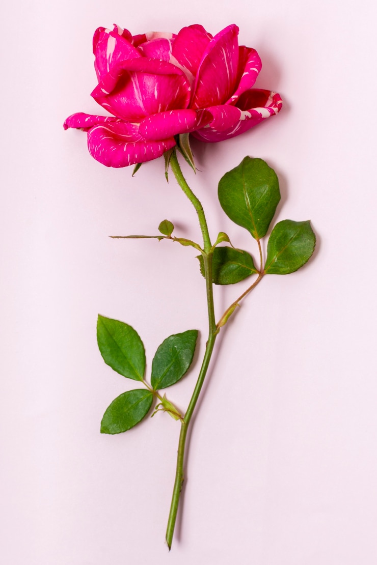 Photo gratuit close-up rose rouge avec des feuilles vertes