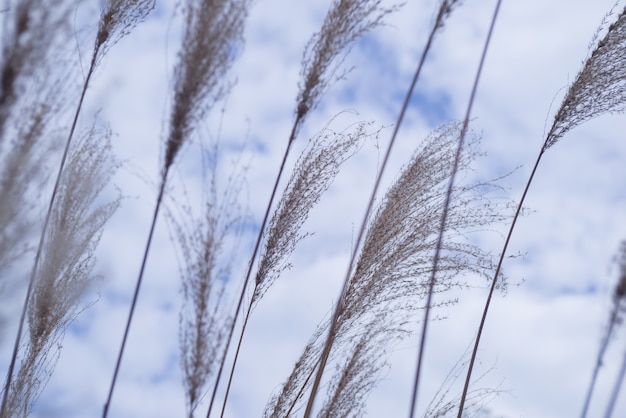 Close-up de roseaux avec ciel nuageux