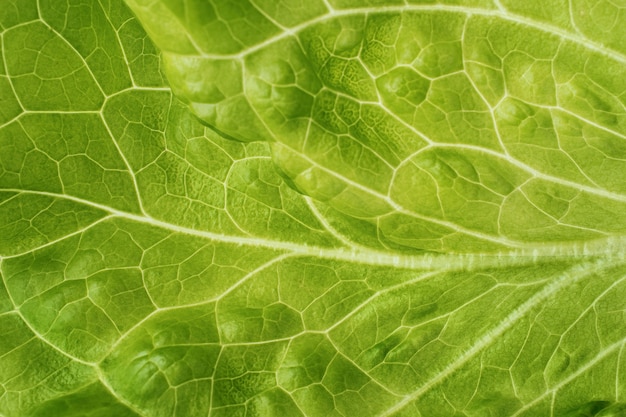 Close-up texture de salade