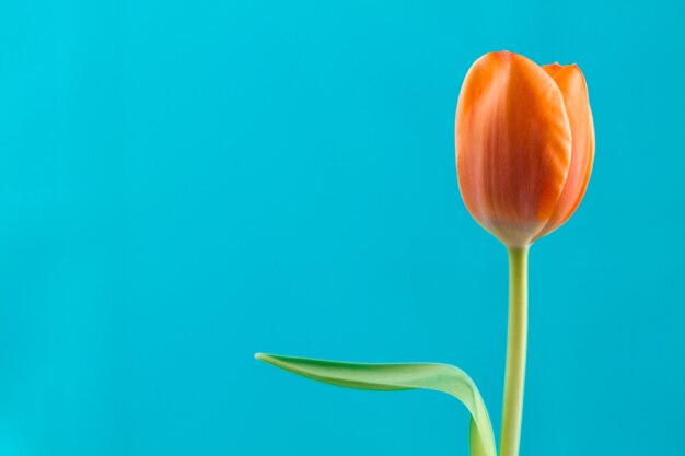 Close-up de la tulipe orange avec fond bleu