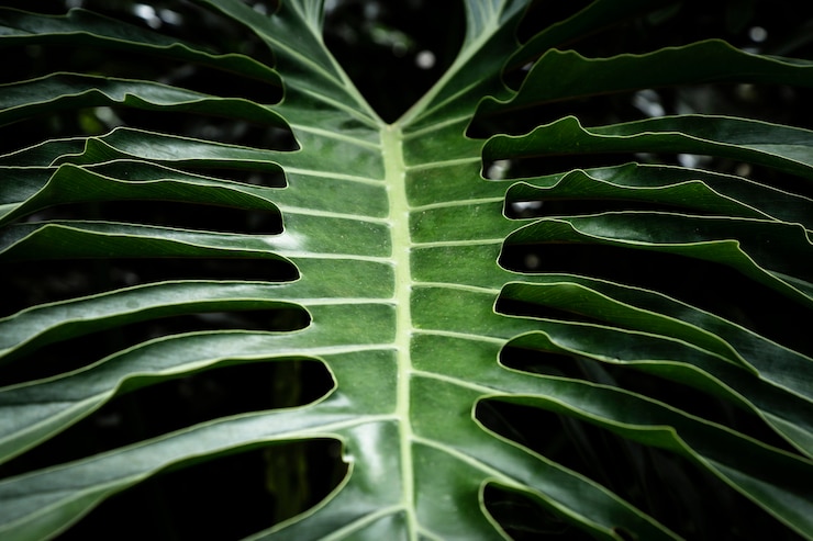 Photo gratuit closeup belle feuille tropicale