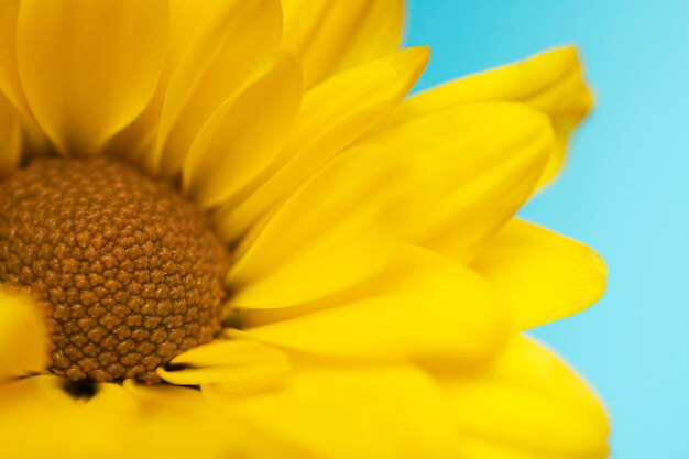 Closeup de belle fleur jaune