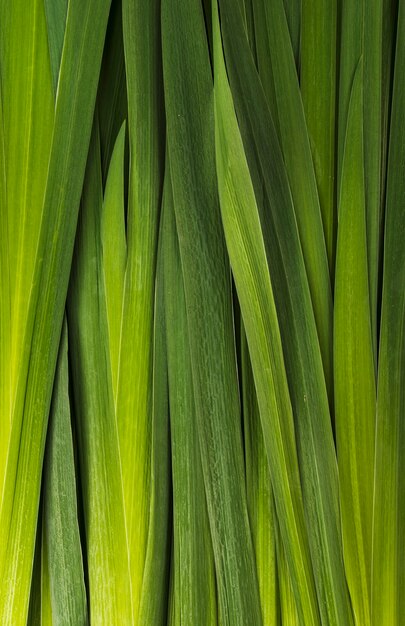 Closeup bouquet de feuilles vertes