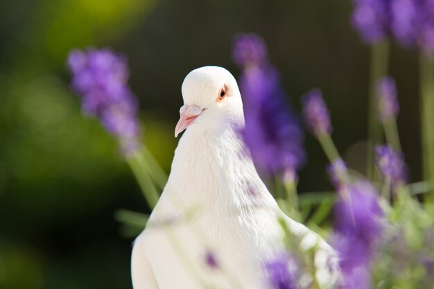 Closeup colombe blanche.
