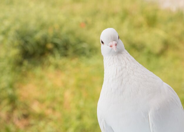 Closeup colombe blanche.