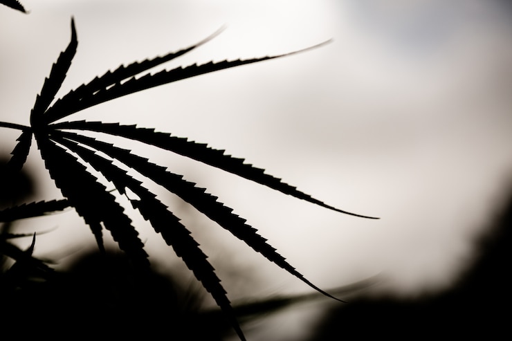 Photo gratuit closeup feuille marijuana cannabis