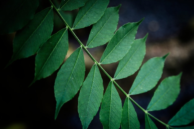 Closeup feuilles avec un arrière-plan flou