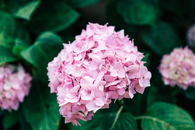 Photo gratuite closeup de fleur d'hydrangea