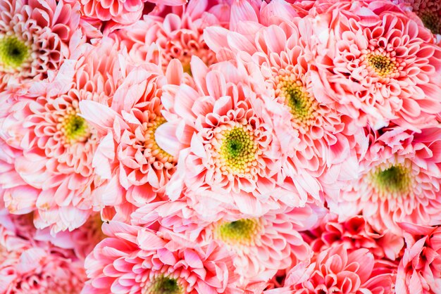 Closeup, fond, chrysanthème